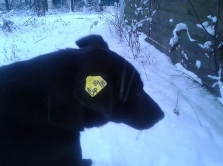birka1