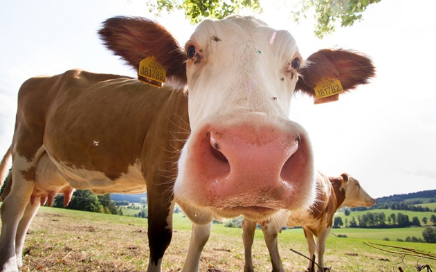 cow1